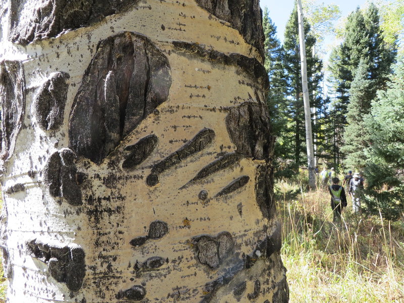 When hiking through a grove of aspen, it is fun to find old bear claw marks.