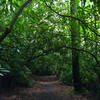 Rhododendron tunnel.