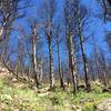 Getting up near the top, the trail levels out (relatively speaking) into switchbacks as you enter the burned area (Bison Flagstaff Fire, 2012)