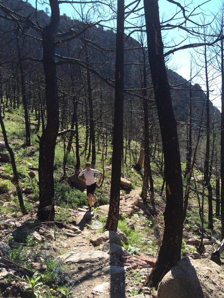 Looking down through the burned area - into the switchbacks. This is one of the 'runnable' sections of Shadow Canyon Trail