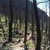 Looking down through the burned area - into the switchbacks. This is one of the 'runnable' sections of Shadow Canyon Trail