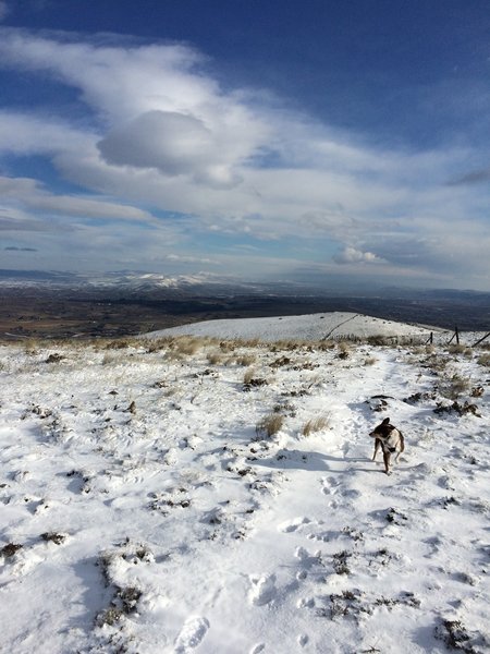 Near the top of Cowiche Mountain (2,980') East summit.