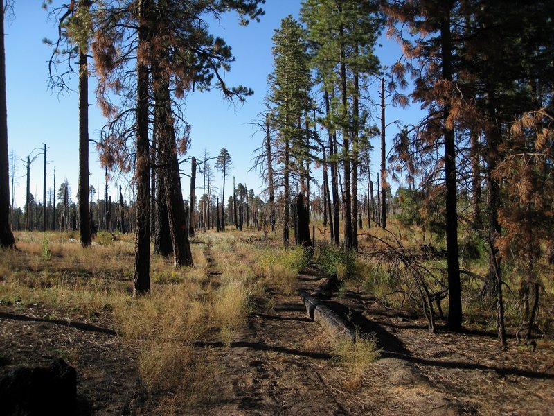 Large burn areas on the Komo Point Trail (photo by brewbooks)