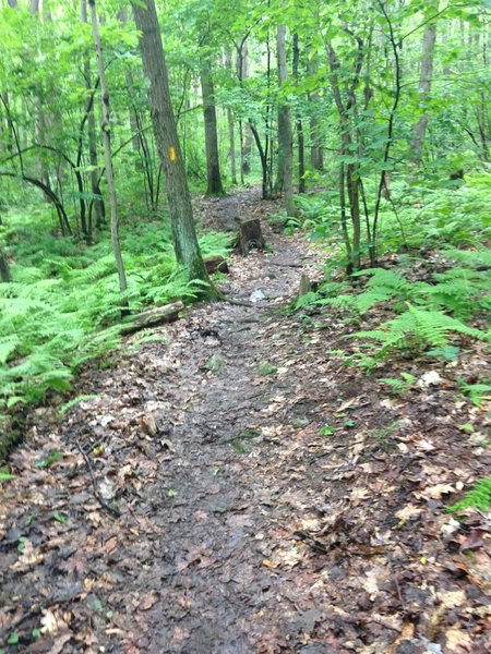 A rare smooth patch of trail, trampled by 2015 Laurel Ultra race competitors.