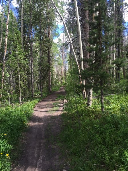 Trail through the forest on Ridge Trail portion of this loop