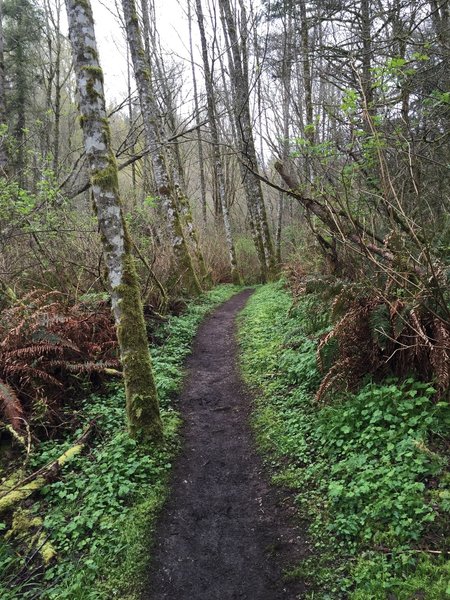 Smooth surface on the Lost Beagle Trail