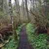 Smooth surface on the Lost Beagle Trail