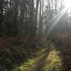 Nice sunlight beams breaking through to the Mine Shaft Trail