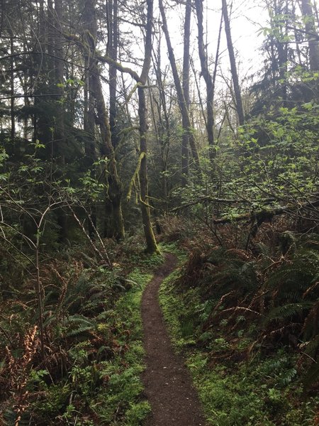 The Deceiver Trail looking lush