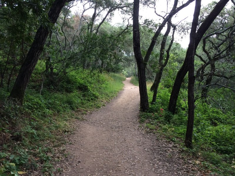 The woods along the Dusky-footed Woodrat Trail are very peaceful.