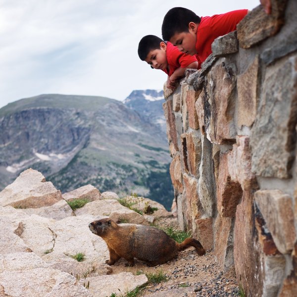 Curiosity - Don't feed the Marmots!