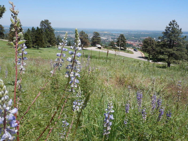 Lupine frame the view across Boulder