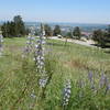 Lupine frame the view across Boulder