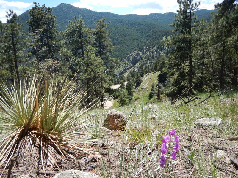 The southern flank of Flagstaff Mountain gets enough sun to grow yuccas