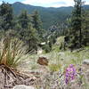 The southern flank of Flagstaff Mountain gets enough sun to grow yuccas