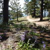 Wildflowers along the Artist Point Trail