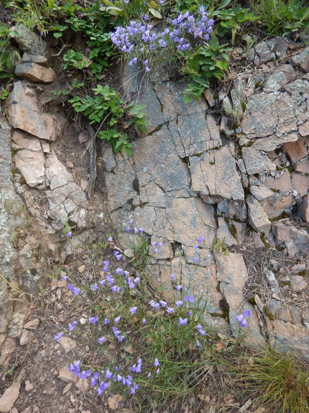 Bluebells galore on this cliffside