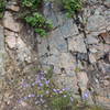 Bluebells galore on this cliffside