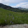 The fields of Chautauqua are home to many varieties of wildflowers