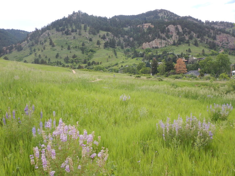 An abundance of wildflowers dot the Chautauqua meadows