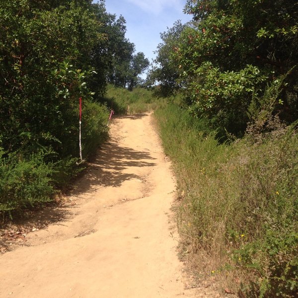 Taking Baccharis after running up West Ridge.  Almost to Dunn Trail.