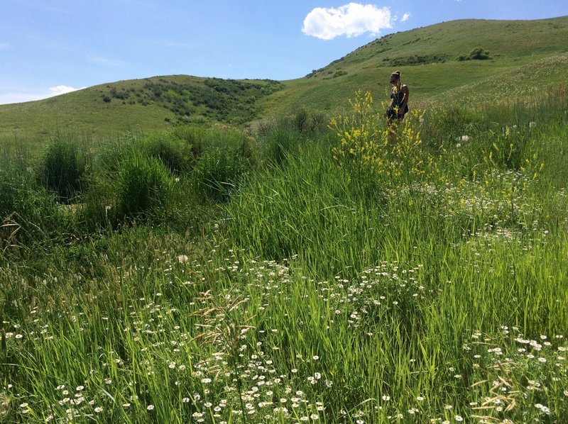 Hiking around the aptly-named Green Mountain