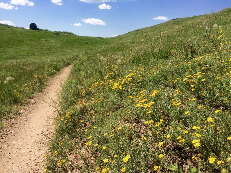 Wildflowers in June