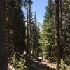 Gore Range through the trees