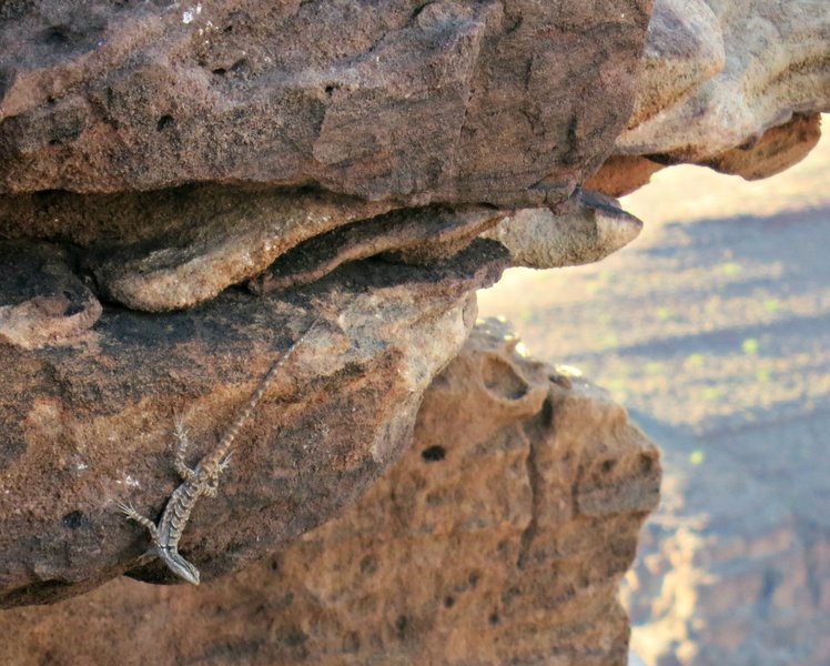 Lizard near Plateau Point, Grand Canyon, Arizona (photo by Andrea Lai)