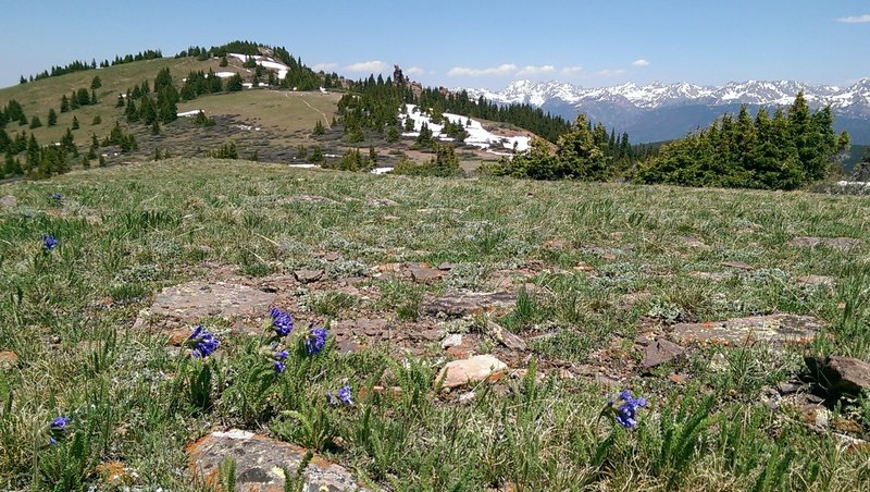 Early season wildflowers along the Wingle Ridge Trail