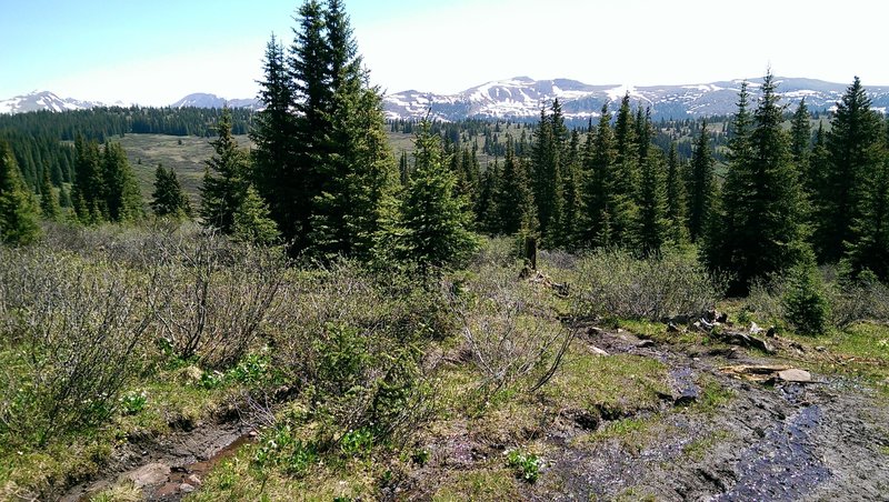 An example of the muddy braided trail conditions found in late June (for snowy years)