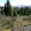 An example of the muddy braided trail conditions found in late June (for snowy years)