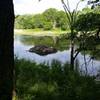 Beaver lodge