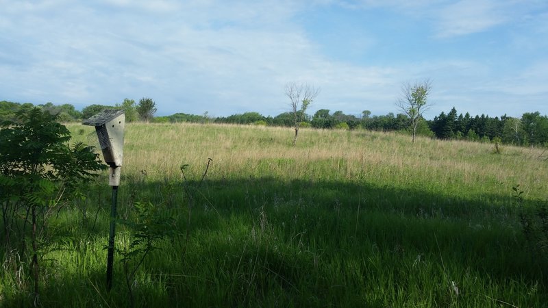 Blue bird house on the edge of the savanna