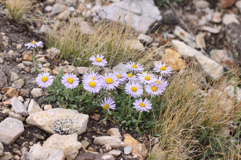 Wildflowers near Alta.
