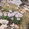 Wildflowers near Alta.