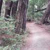 Winding through the redwoods