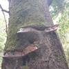 Very old trail signs at The Crossroads