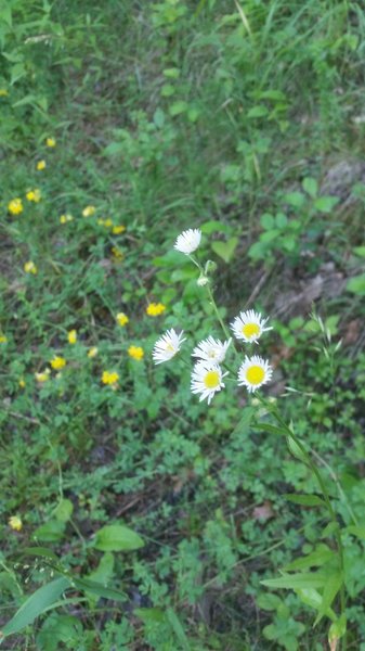 Stop to enjoy the wildflowers, especially if you get tired going up the hill.