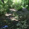 Nice singletrack trail by small creek