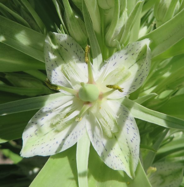 Look closely at the blooms of the tall Green Gentian to see their delicate beauty.