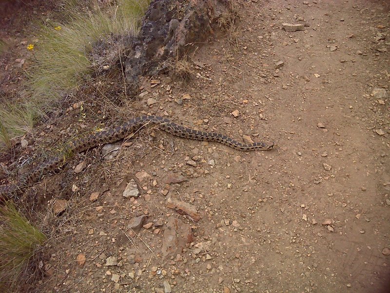 Harmless Gopher Snake (aka Bullsnake)