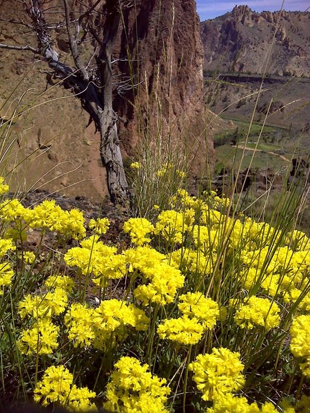 Blooming flowers