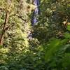 Munson Creek Falls