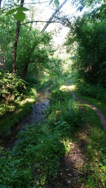 Trout Brook and singletrack