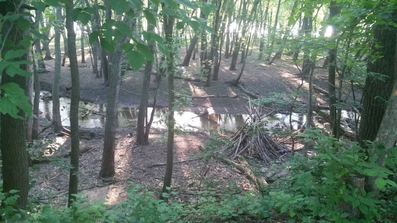 Trout Brook before it heads into the St. Croix