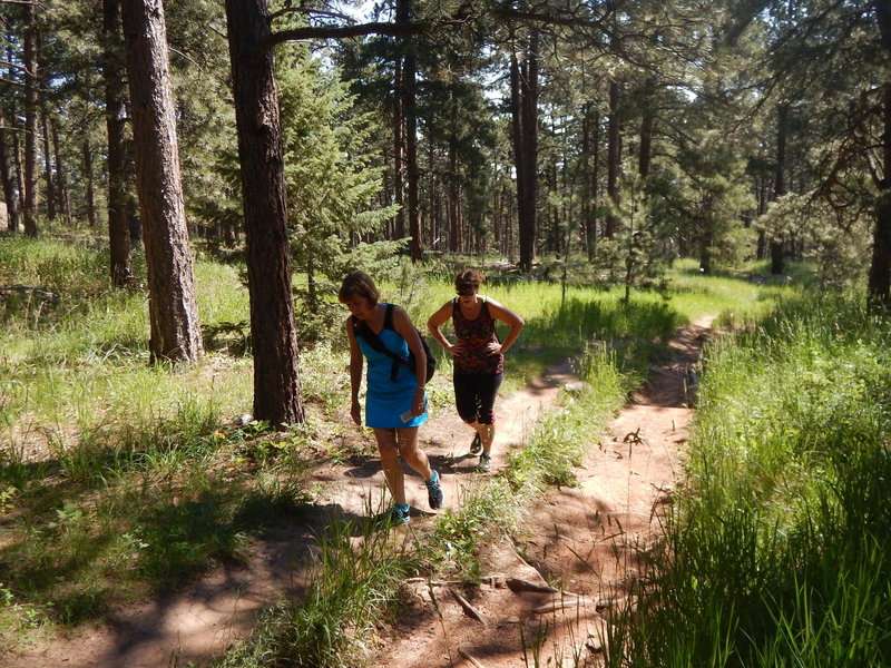 Braided trail at the start of the Woods Quarry Trail