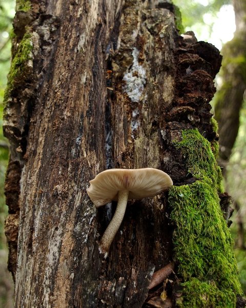 Mushroom growing on dead tree