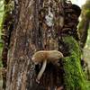 Mushroom growing on dead tree