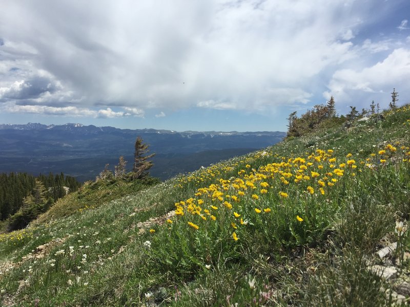 Flowers and north views of Indian Peaks from Byers Peak trail